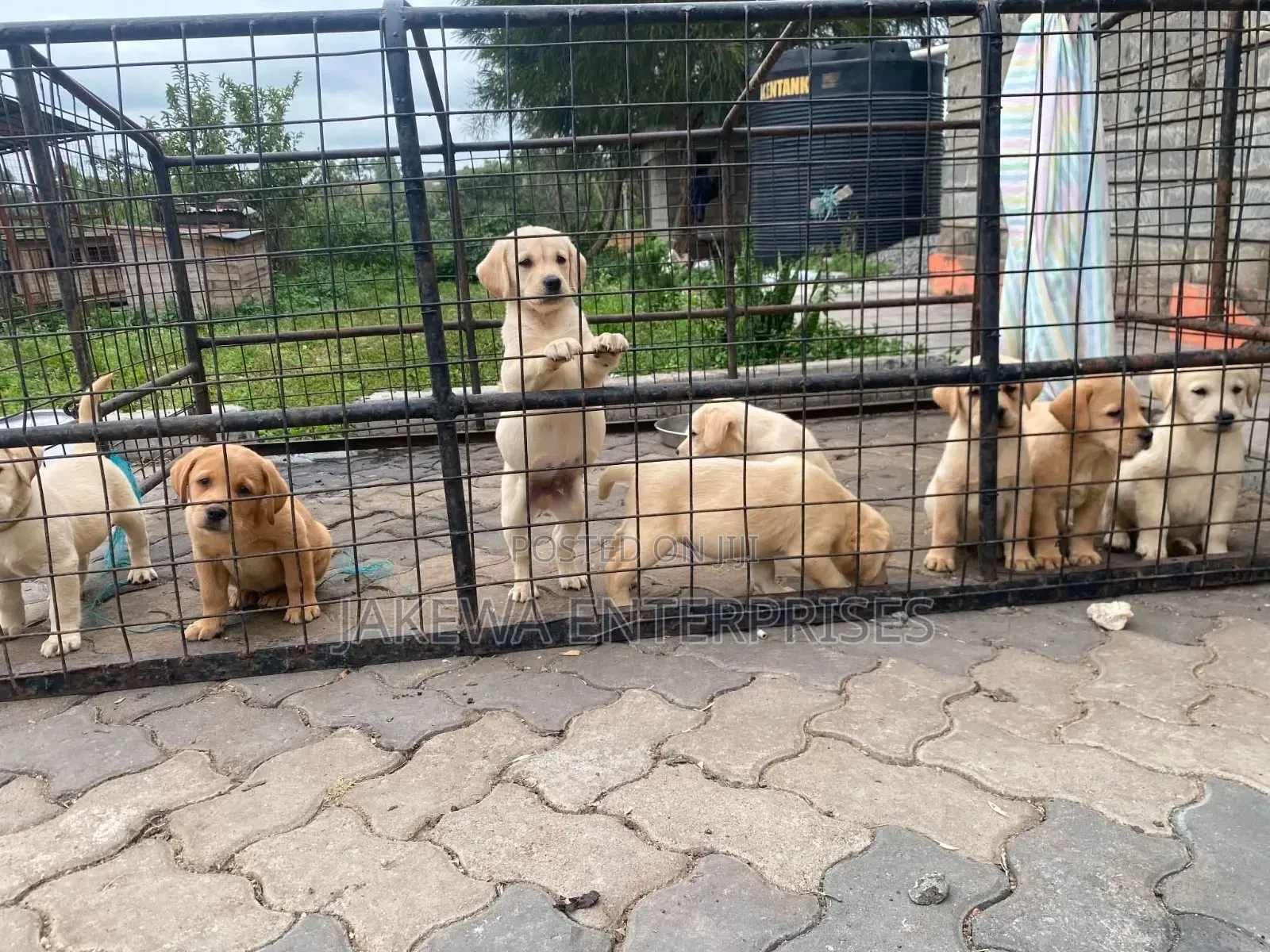 1-3 months Male Purebred Labrador Retriever
