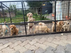 1-3 months Male Purebred Labrador Retriever