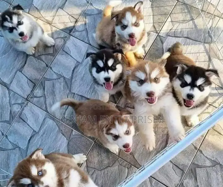 1-3 months Male Purebred Siberian Husky