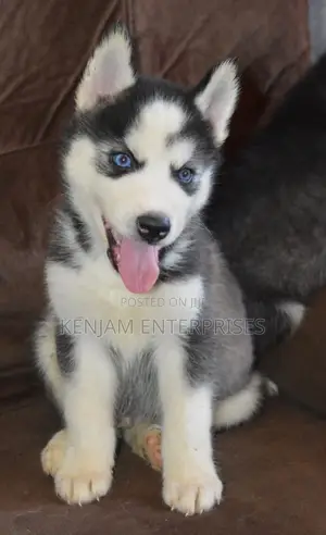 1-3 months Female Purebred Siberian Husky