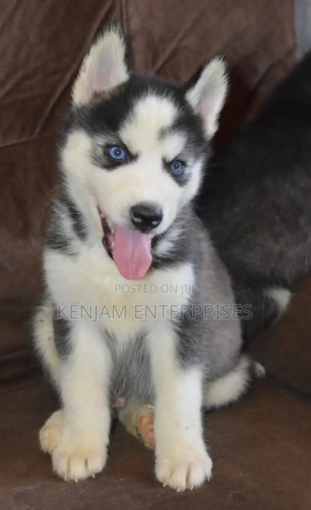 1-3 months Female Purebred Siberian Husky