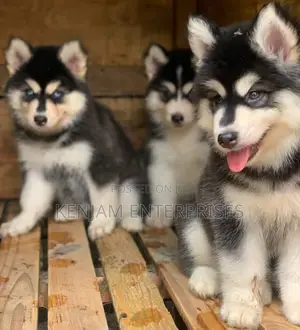 1-3 months Female Purebred Siberian Husky