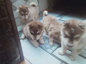 1-3 months Male Purebred Siberian Husky