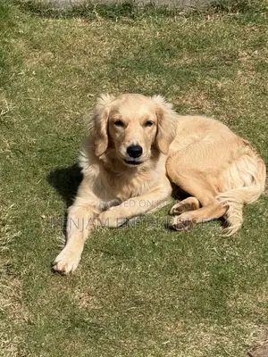 6-12 months Female Purebred Golden Retriever