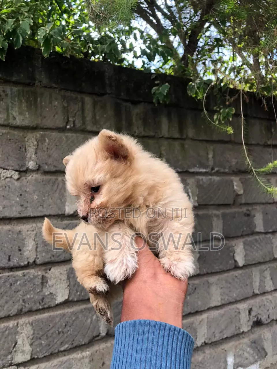 1-3 months Female Mixed Breed Maltese