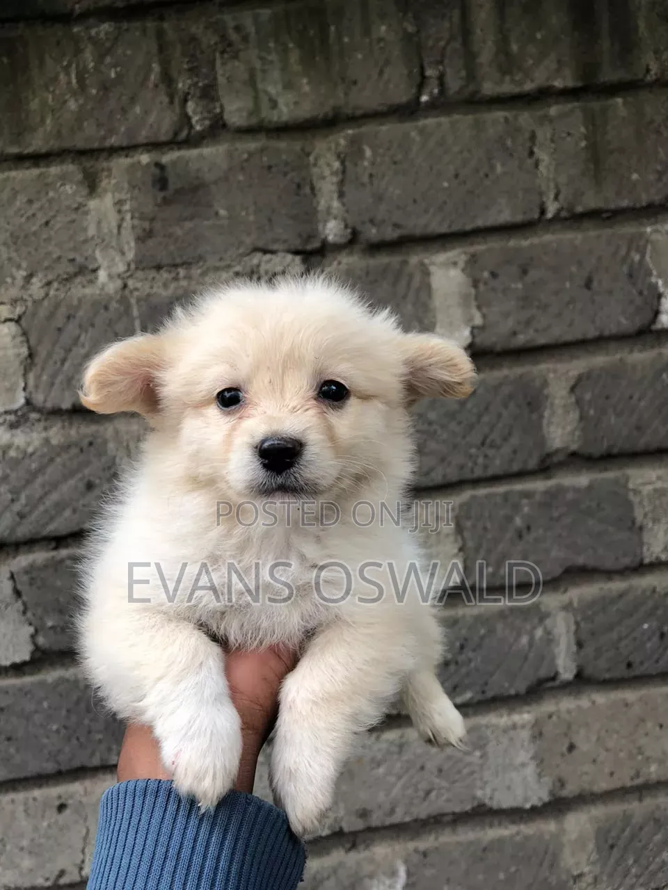 1-3 months Female Mixed Breed Maltese