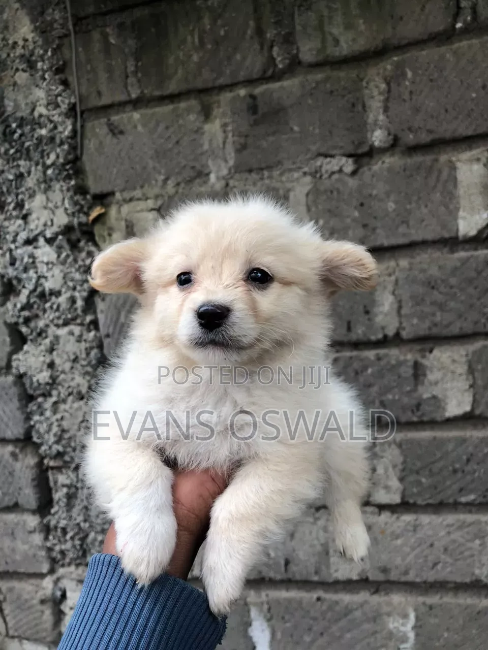 1-3 months Female Mixed Breed Maltese