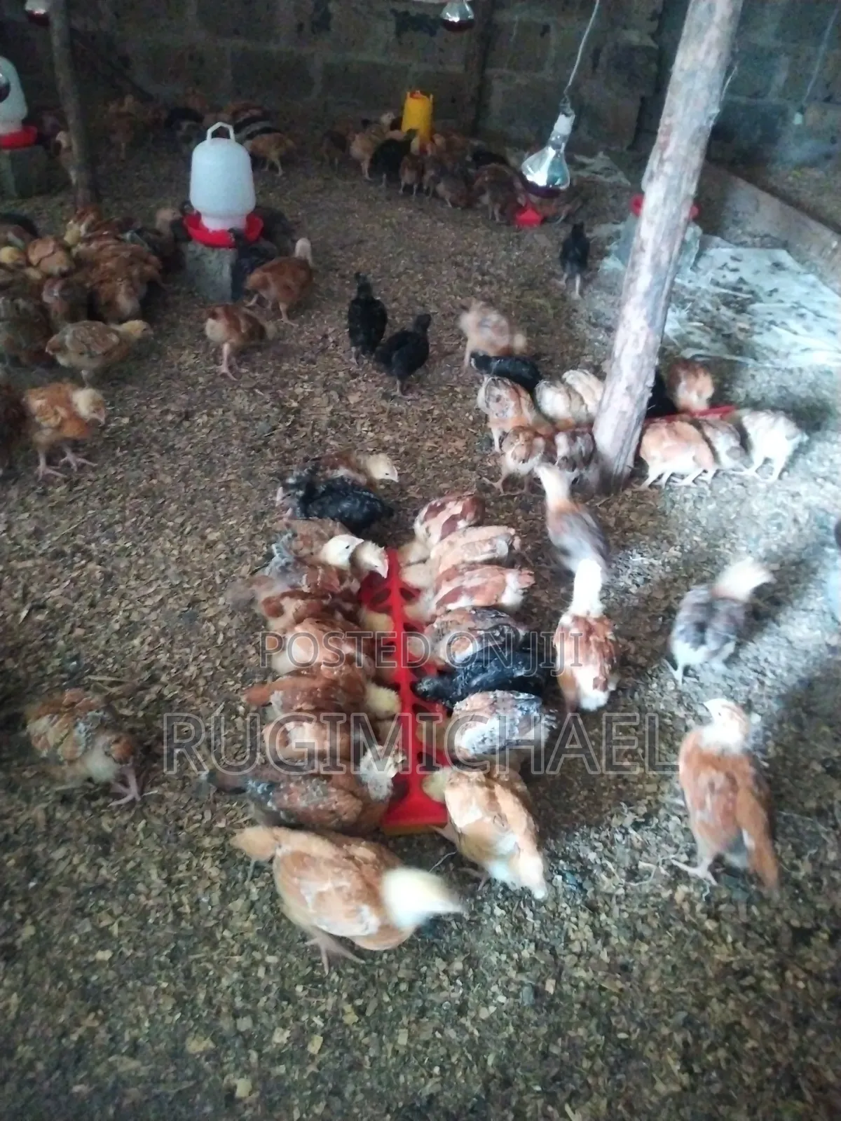 Kenbro Improved Kienyeji Chicks 1 Month Old Fully Vaccinated