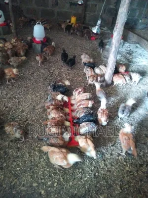 Kenbro Improved Kienyeji Chicks 1 Month Old Fully Vaccinated