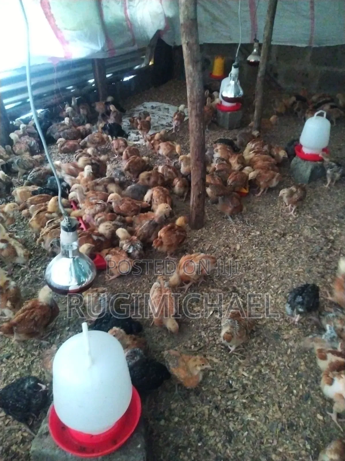 Kenbro Improved Kienyeji Chicks 1 Month Old Fully Vaccinated