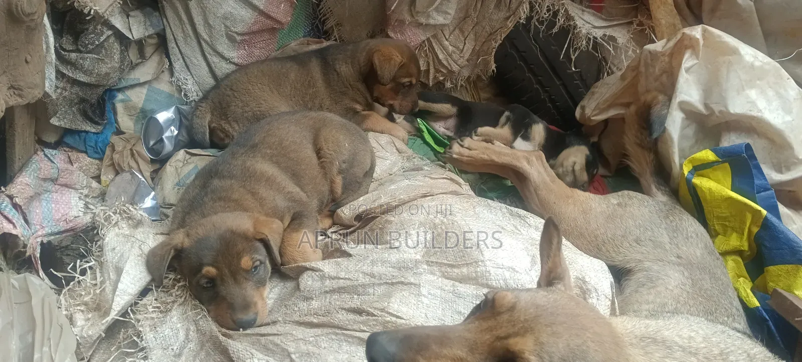 1-3 months Male Mixed Breed Mongrel (No Breed)