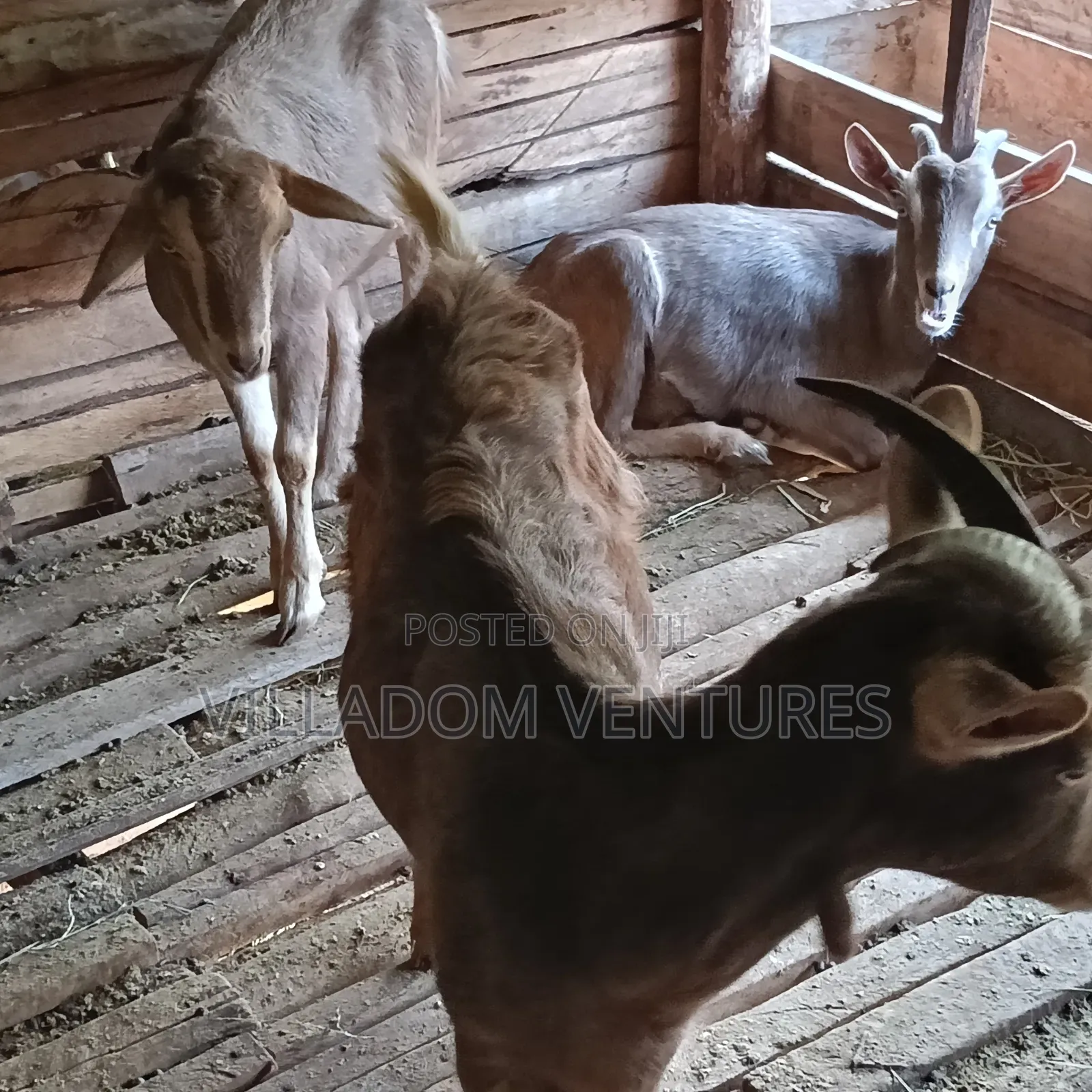 For Sale Mature Toggenburg Fully Vaccinated and Dewormed Inkid Goats