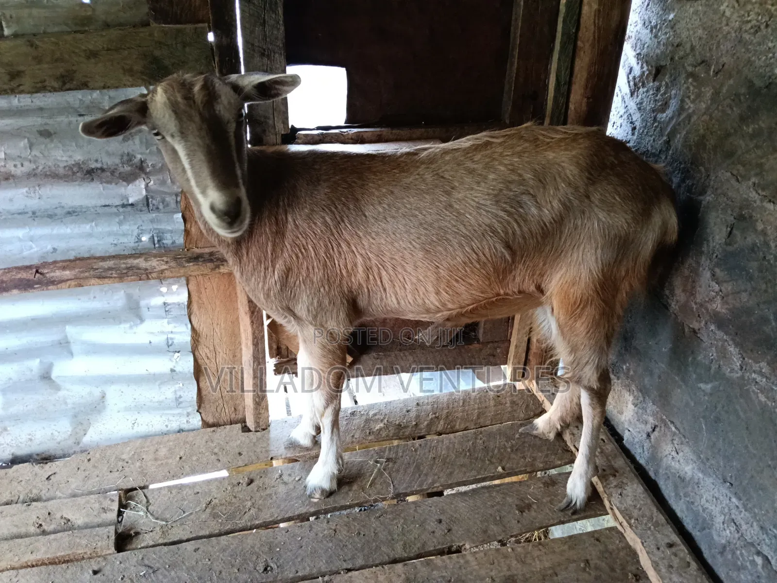 For Sale Mature Toggenburg Fully Vaccinated and Dewormed Inkid Goats