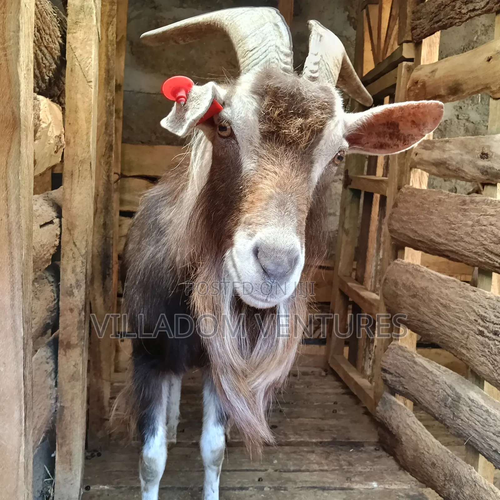 For Sale Mature Toggenburg Fully Vaccinated and Dewormed Inkid Goats