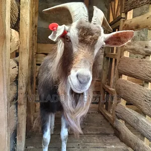 For Sale Mature Toggenburg Fully Vaccinated and Dewormed Inkid Goats