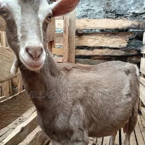 For Sale Mature Toggenburg Fully Vaccinated and Dewormed Inkid Goats