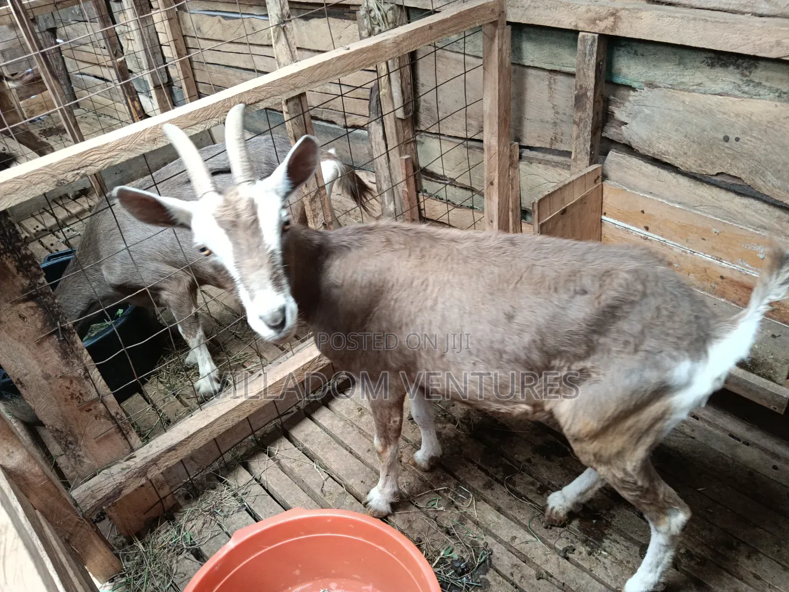For Sale Mature Toggenburg Fully Vaccinated and Dewormed Inkid Goats