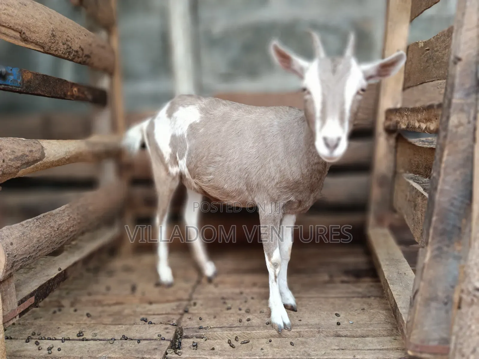 For Sale Mature Toggenburg Fully Vaccinated and Dewormed Inkid Goats