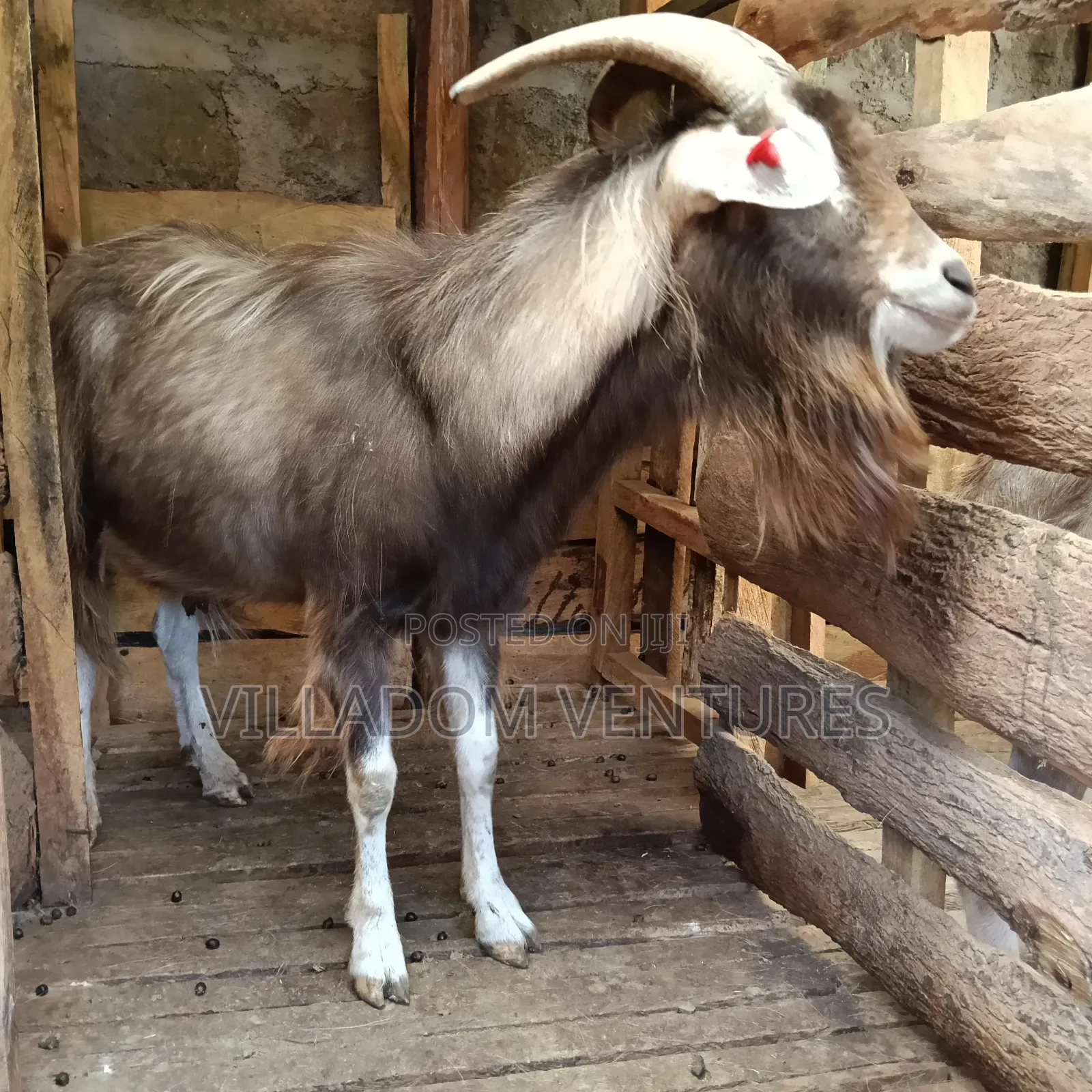 For Sale Mature Toggenburg Fully Vaccinated and Dewormed Inkid Goats