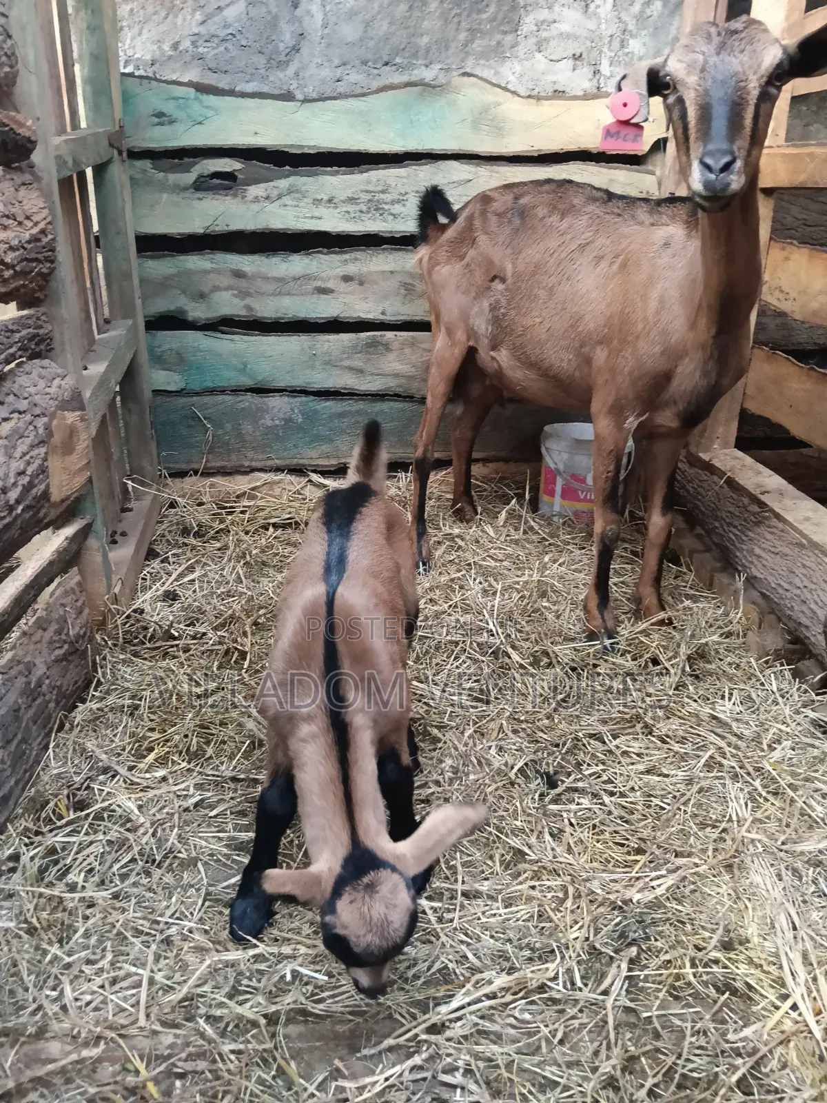 For Sale Mature Toggenburg Fully Vaccinated and Dewormed Inkid Goats