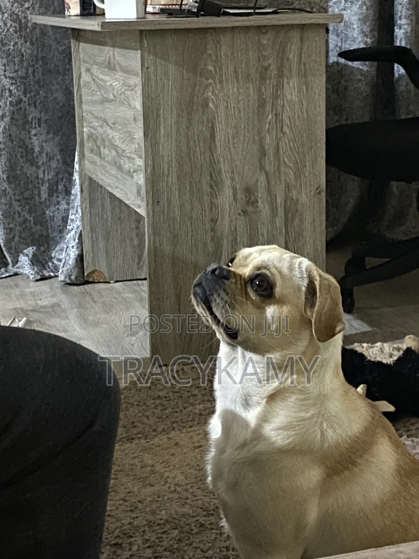 1+ year Male Mixed Breed Pug