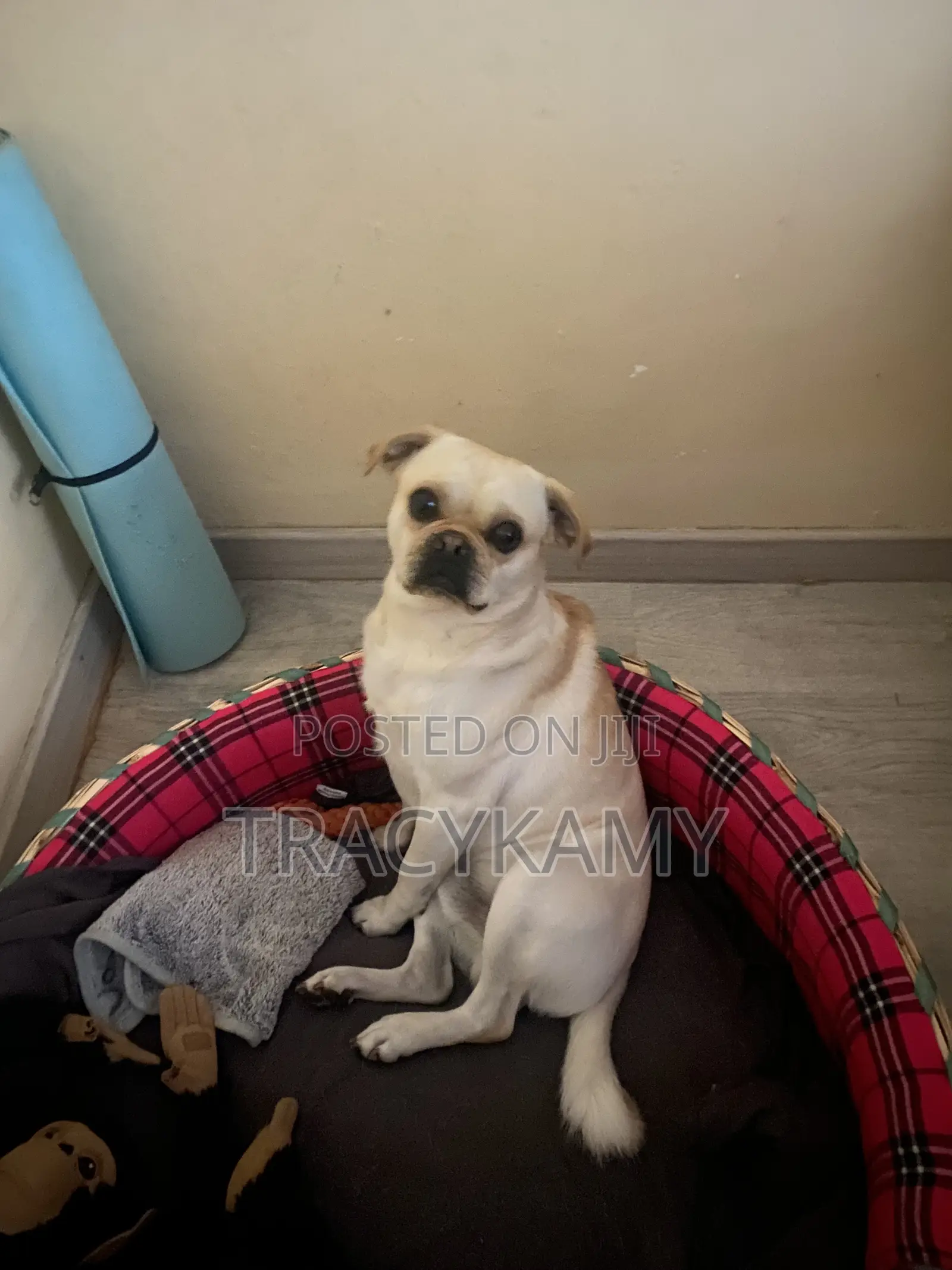 1+ year Male Mixed Breed Pug