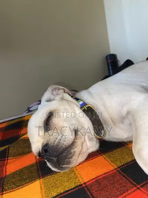 1+ year Male Mixed Breed Pug