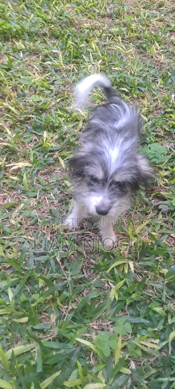 1-3 months Male Mixed Breed Japanese Spitz