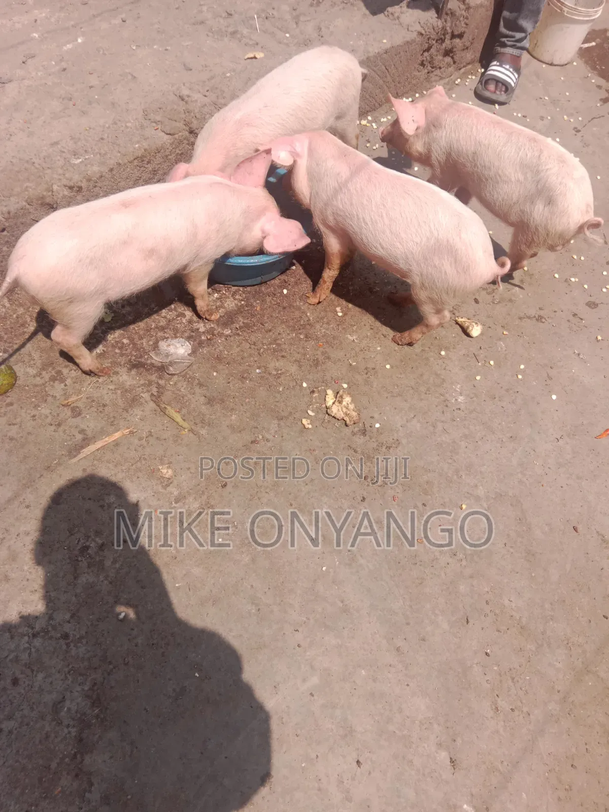 A Pure Breed Piglets for Sale