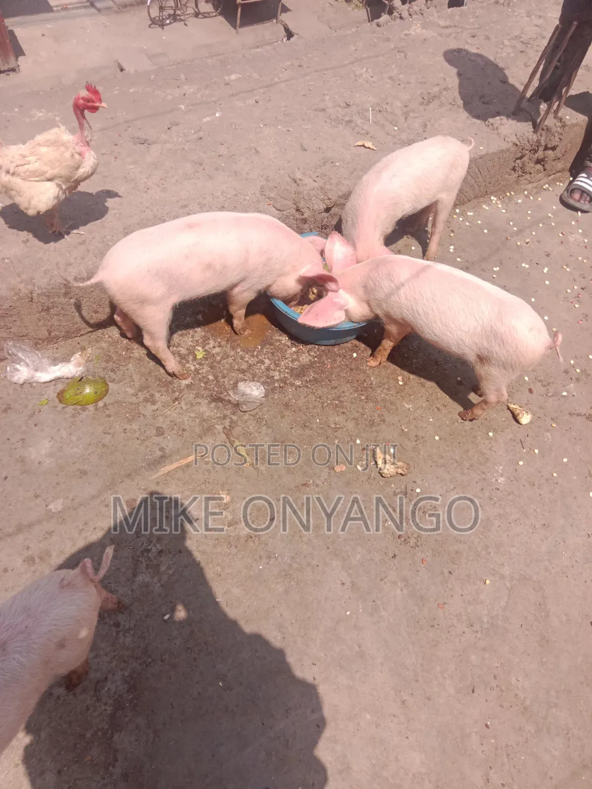A Pure Breed Piglets for Sale