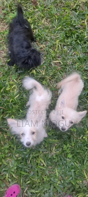 1-3 months Male Mixed Breed Japanese Spitz