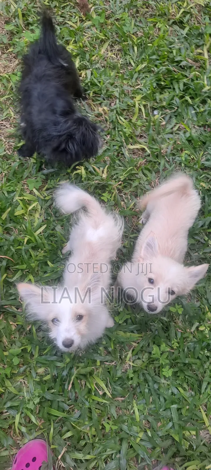1-3 months Male Mixed Breed Japanese Spitz