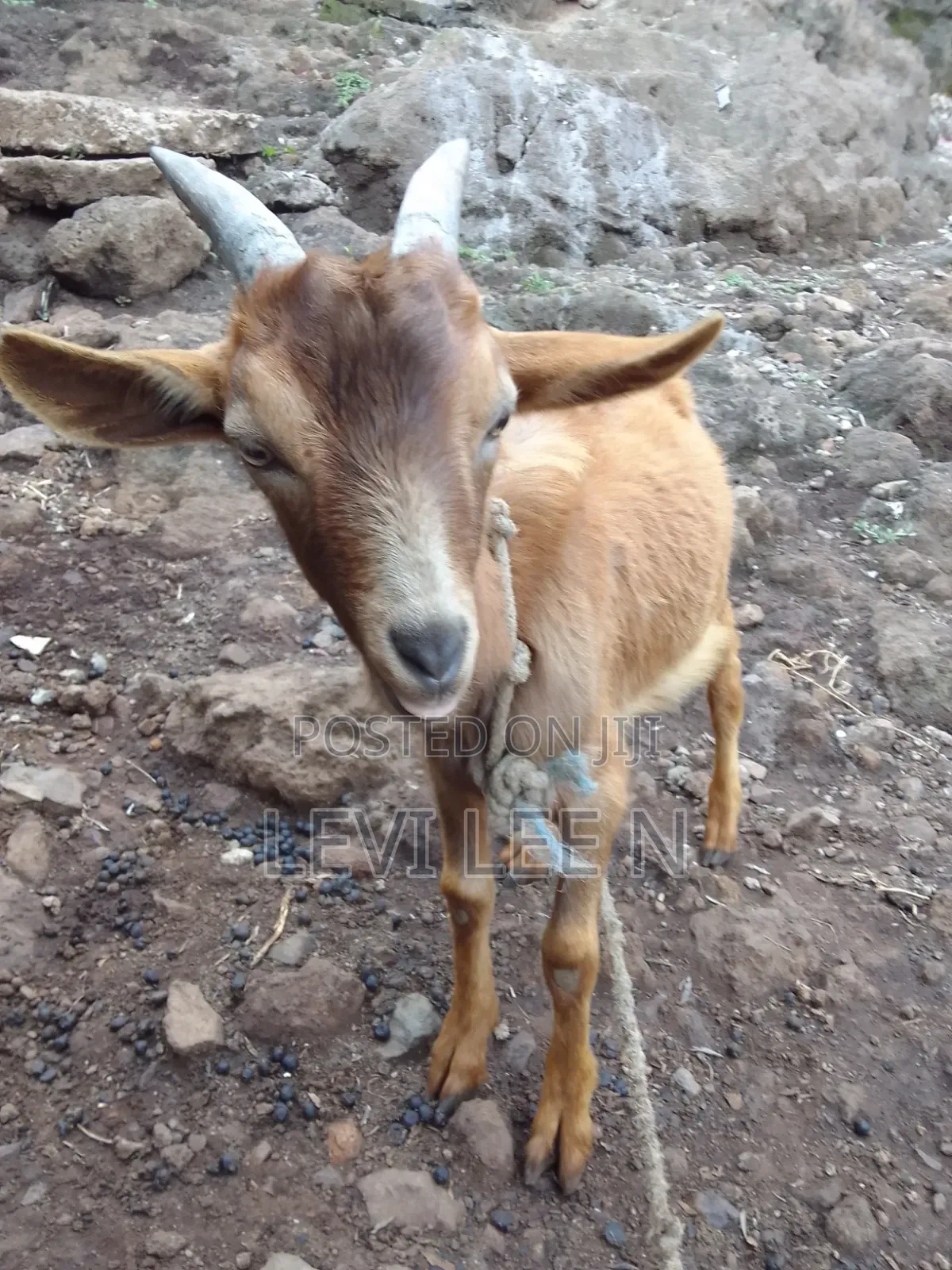 Male Small Goat