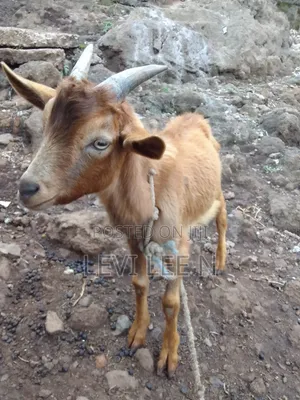 Male Small Goat