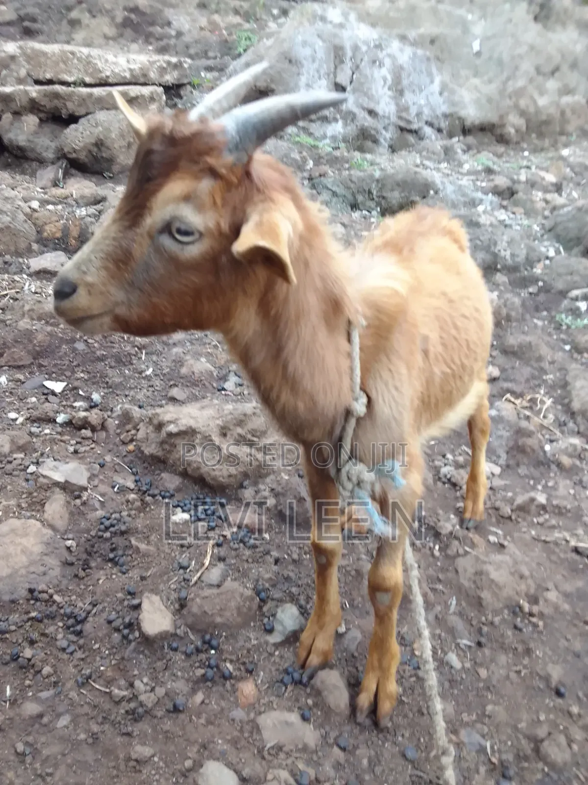 Male Small Goat