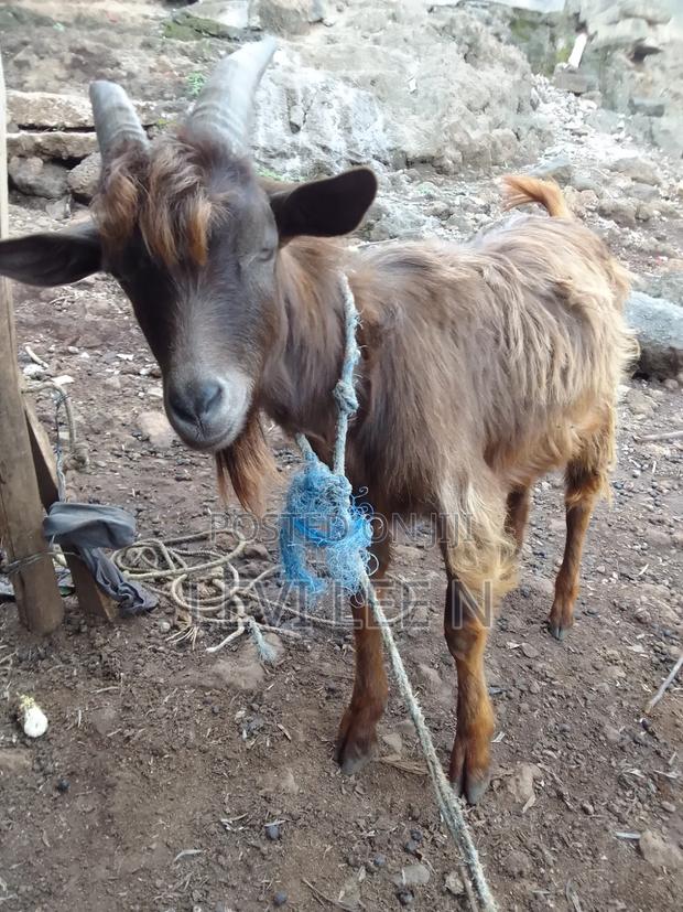 Male Medium Size GOAT - main view