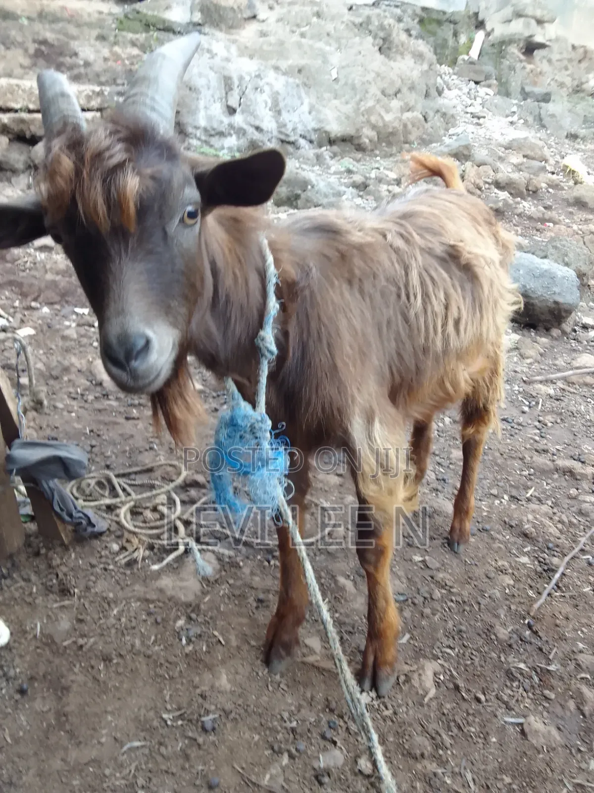 Male Medium Size GOAT