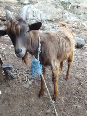 Male Medium Size GOAT