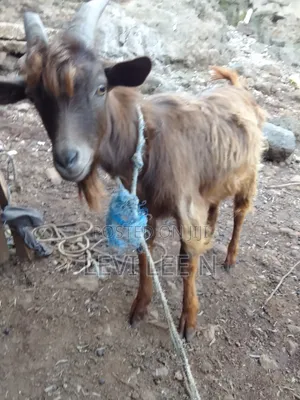 Male Medium Size GOAT