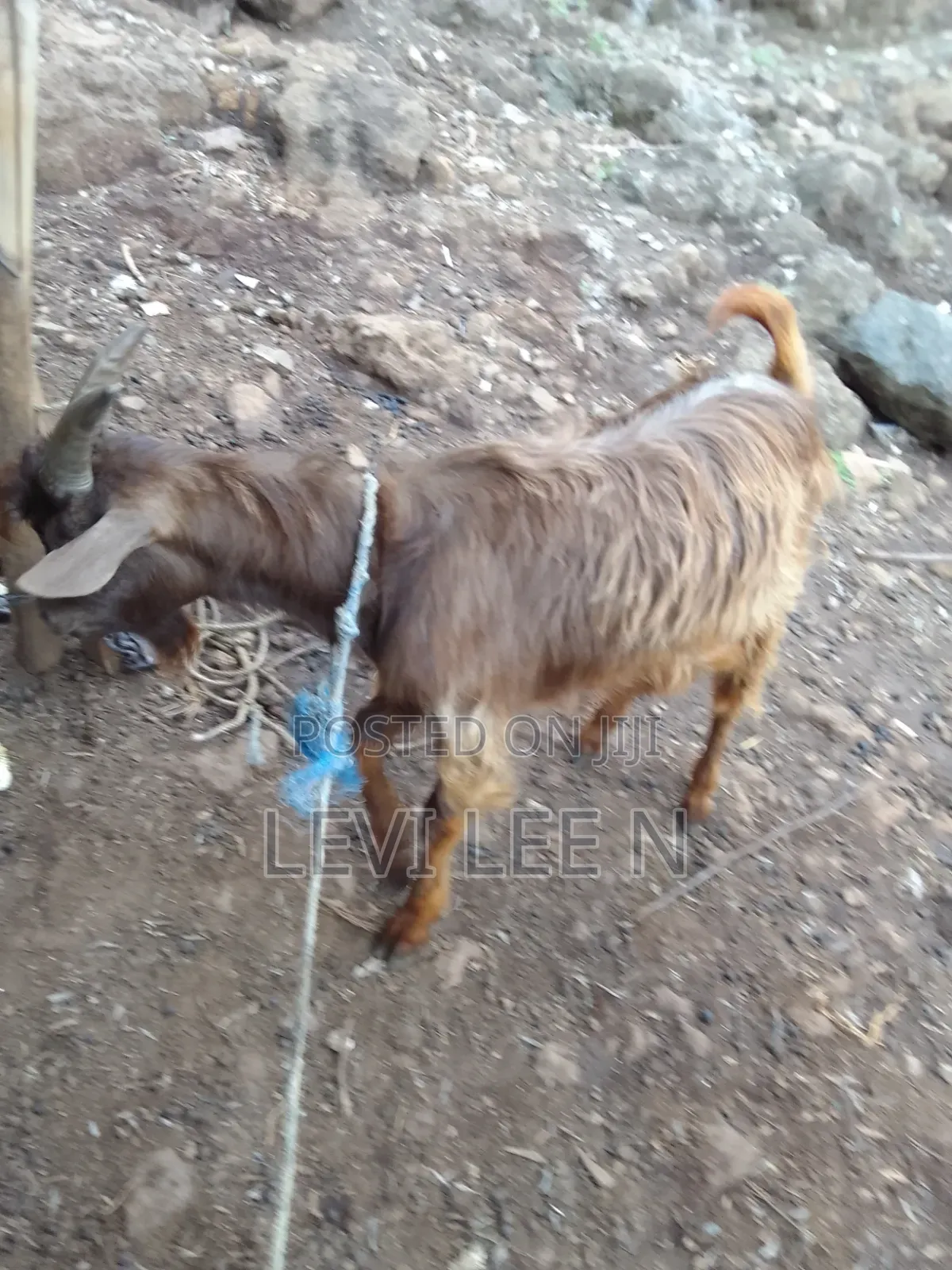 Male Medium Size GOAT