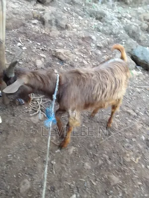 Male Medium Size GOAT