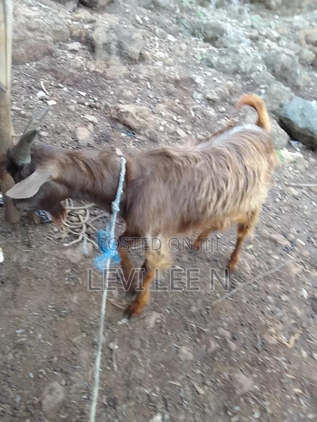 Male Medium Size GOAT - thumbnail 4