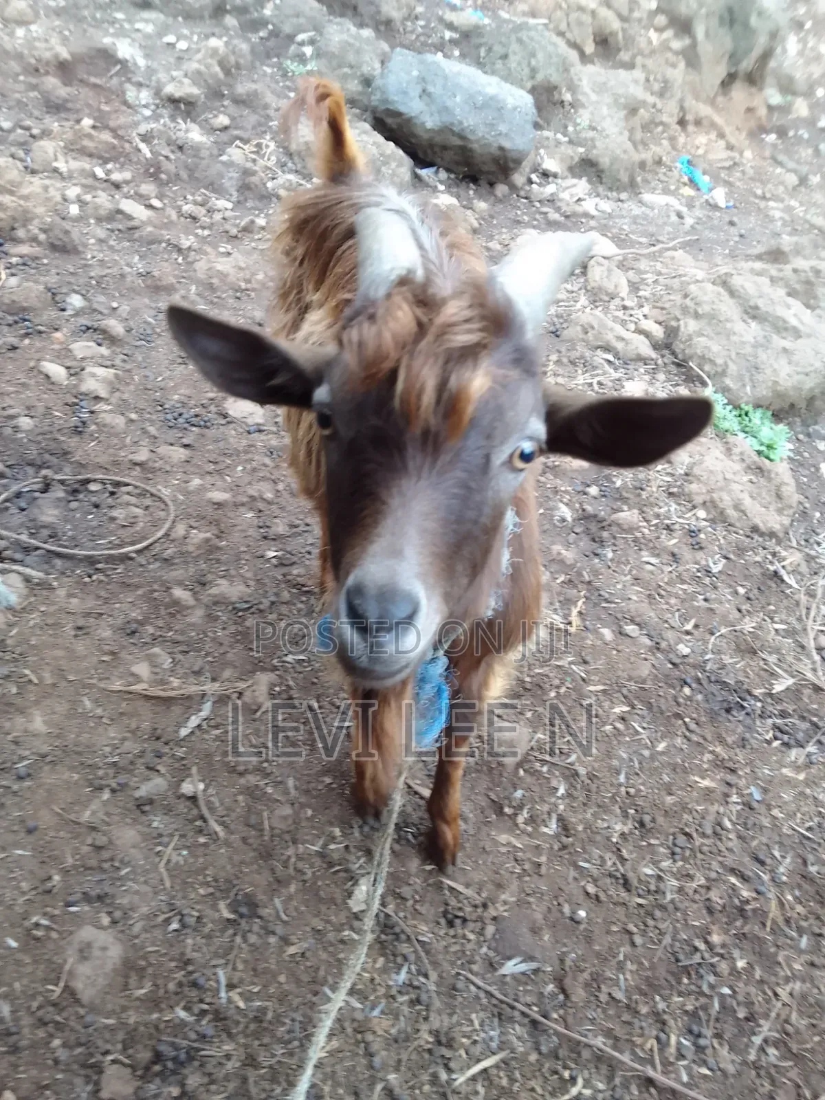Male Medium Size GOAT