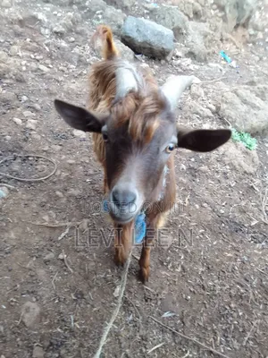 Male Medium Size GOAT