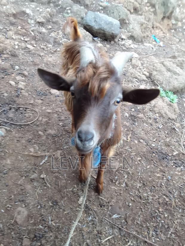 Male Medium Size GOAT - thumbnail 5