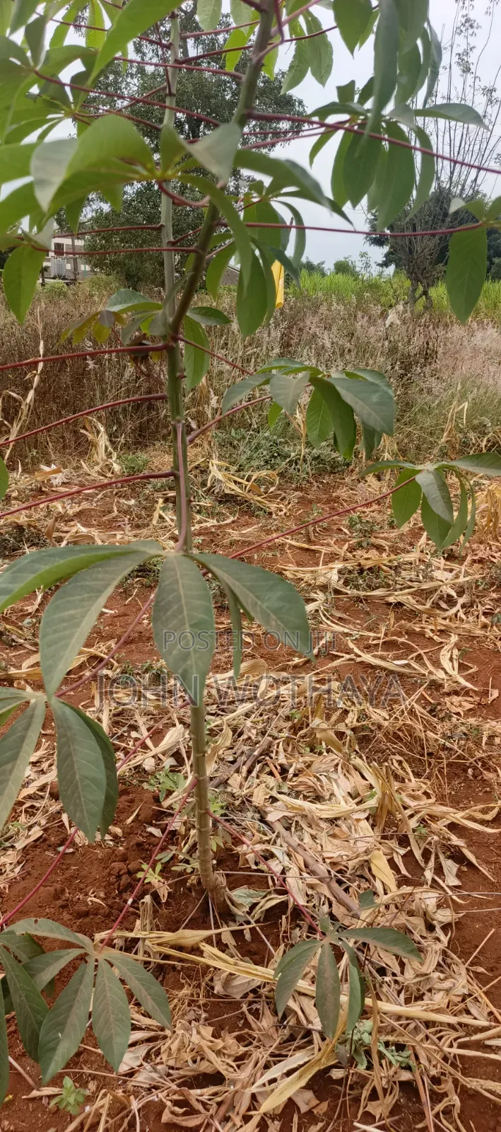 Plot for Sale at ATHENA Estate in Thika, Near Vincentian Prayer Centre