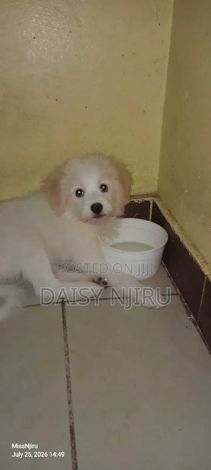 1-3 months Female Mixed Breed Maltese