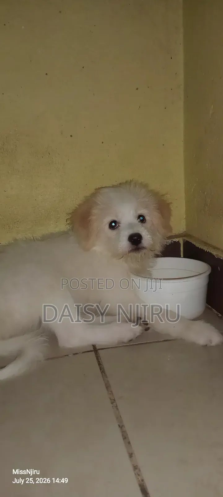 1-3 months Female Mixed Breed Maltese