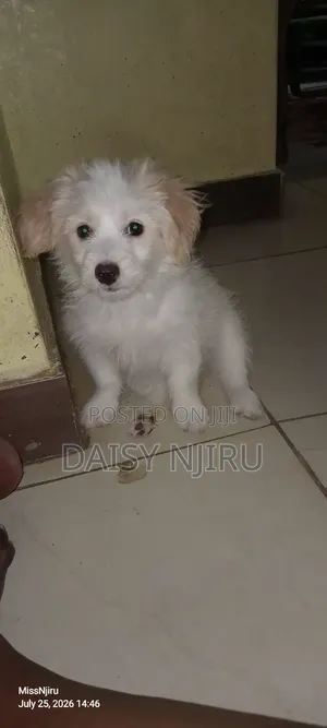 1-3 months Female Mixed Breed Maltese