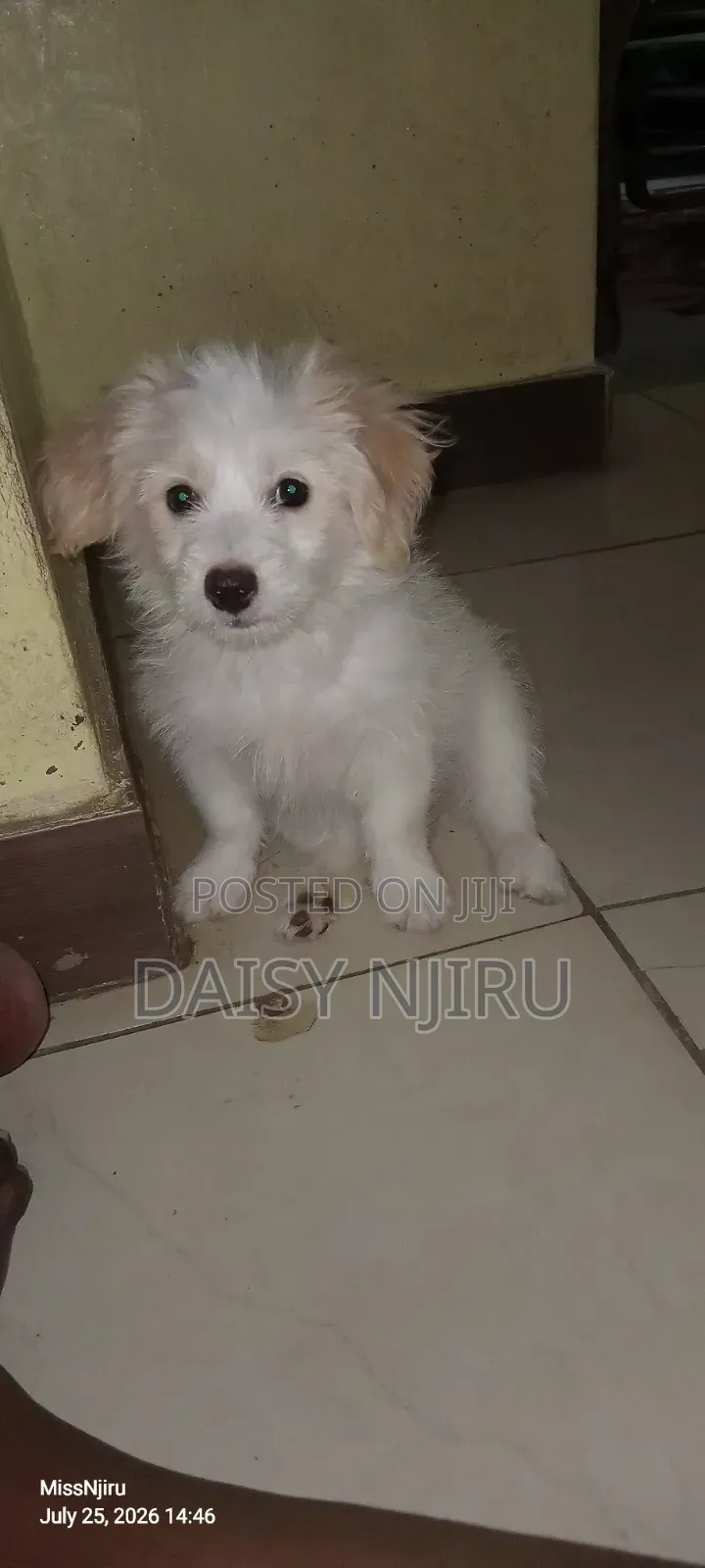 1-3 months Female Mixed Breed Maltese